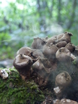 FZ008931 Pear-shaped puffbal (Lycoperdon pyriforme).jpg